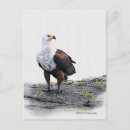 Search for id postcards Wild