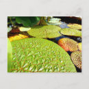 Search for lily pad postcards Nature