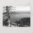 Search for dead tree postcards Photography