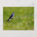Search for tree swallows postcards Wildlife
