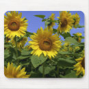 Search for provence mousepads France
