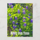 Search for texas bluebonnet postcards Wildflowers