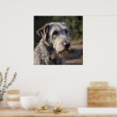 Search for wolfhound posters Pet