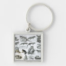 Search for salamander key rings Amphibian