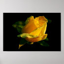 Search for yellow rose posters Photography