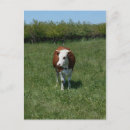 Search for pasture postcards Green grass