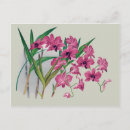 Search for dendrobium postcards Floral