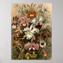 Search for orchid posters Flowers