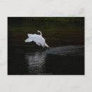 Search for trumpet postcards Bird