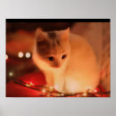 Search for big eyes posters Kitten