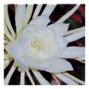 Search for bachelors art Flower