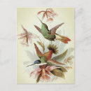 Search for eagle feather postcards Owl