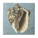 Search for conch tiles Coastal