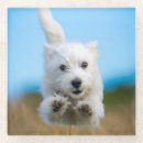 Search for terrier coasters Pets