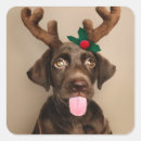 Search for reindeer envelope seals Design
