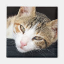 Search for tortoiseshell magnets Cute