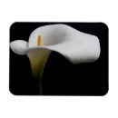 Search for white lily flower rectangular magnets Plant