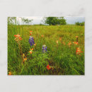 Search for spring wildflowers postcards Field