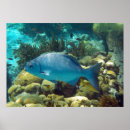 Search for reef posters Sea