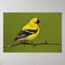 Search for breeding posters Bird