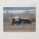 Search for ponies postcards Horse
