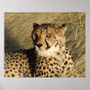 Search for cheetah spots posters Nature