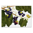 Search for concords Grapes