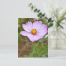 Search for cosmo postcards Flower