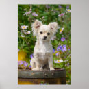 Search for funny chihuahua posters Puppy