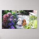Search for standard poodle posters Poodles
