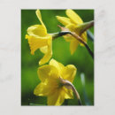 Search for yellow daffodil postcards Narcissus