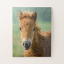 Search for pony puzzles Foal