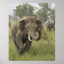 Search for indian elephant posters Asia