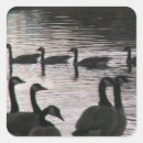Search for canada geese stickers Photography