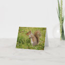 Search for gray squirrel cards Cute