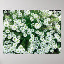 Search for grass flower posters Blossom