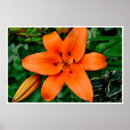 Search for leaf plant posters Rose