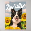 Search for border collie painting posters Blue