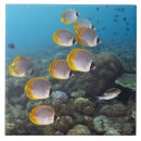 Search for underwater tiles Ocean floor