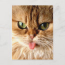 Search for gag postcards Cat
