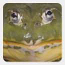 Search for african bullfrog Nature