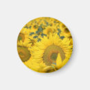 Search for fields magnets Sunflowers