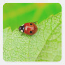 Search for leaf stickers Animals