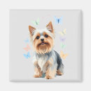 Search for joys magnets Nature