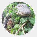 Search for gator stickers Animal
