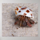 Search for hermit posters Crab