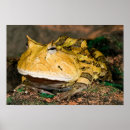 Search for brazilian posters Amphibian