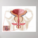 Search for human body diagram posters Healthcare
