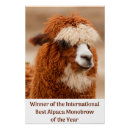 Search for alpaca art Farm