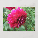 Search for dahlia postcards Red